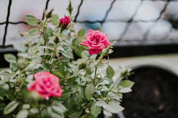 flower blooming nature