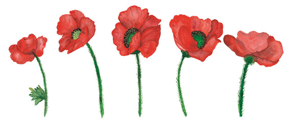 Fototapeta premium Watercolor hand painted nature floral set composition with red poppy wid flowers on green stem collection isolated on the white background for design elements and cards