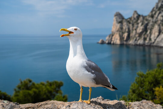 Close-up portrait of white Seagull with wide open yellow beak. The Larus Argentatus or the European herring gull