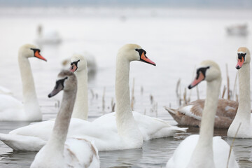 Fototapeta premium White swan flock in spring water. Swans in water. White swans. Beautiful white swans floating on the water. swans in search of food. selective focus