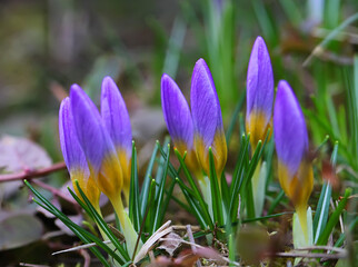 Crocus (plural: crocuses or croci) is a genus of flowering plants in the iris family. Flowers close-up on a blurred natural background. The first spring flower in the home garden