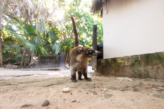 Coati came to village in Mexico (Nasua Narica)