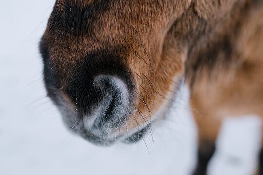 Close up of horse's muzzle