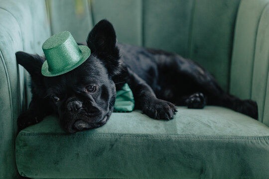 A French Bulldog Puppy (Dog) Sits on a Chair Wearing a Hat and Bowtie for St. Patrick's Day