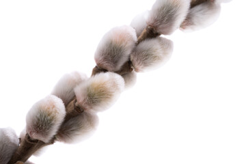 pussy willow branch isolated