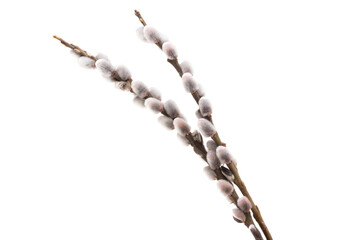 pussy willow branch isolated - obrazy, fototapety, plakaty