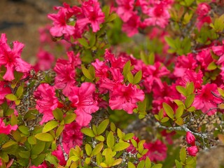 pink flowers in the garden