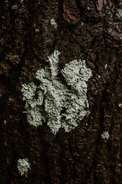 Nature on a tree bark