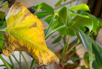Overwatered monstera plant leaves turning yellow. Houseplant diseases. © Victoria