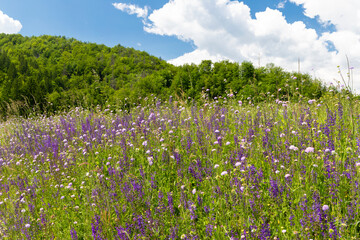 flowers meadow near Bohinj lake in Slovenia