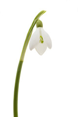 Snowdrop flower isolated