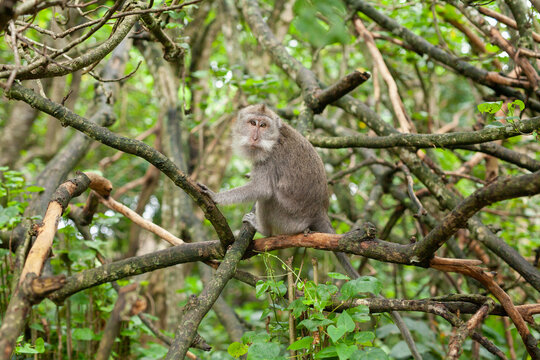 Monkey Sitting At The Rainforest Looking At The Camera Asia Animal Bali Jungle