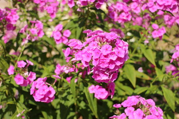 flowers in the garden