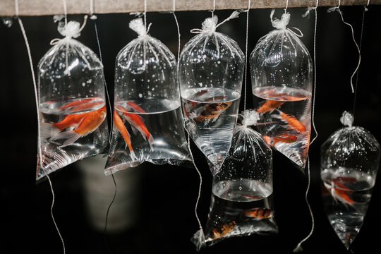 Golden fish in packet sells in market at night transparent water