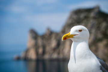 . Wild seagull portrait on natural blue sky background. Sea gull bird animal closeup isolated
