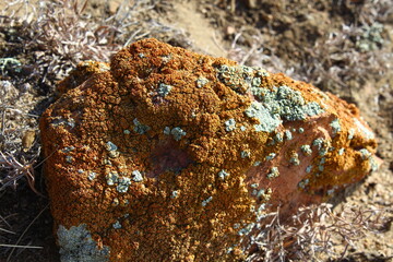 Rock Covered with Yellow and Green Lichen Moss Close-up Lying on Ground