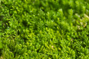 background of green moss texture closeup