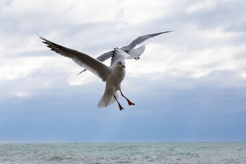 Fototapeta na wymiar gulls flying over the sea