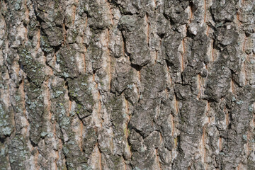 background from the texture of the bark of a tree close up