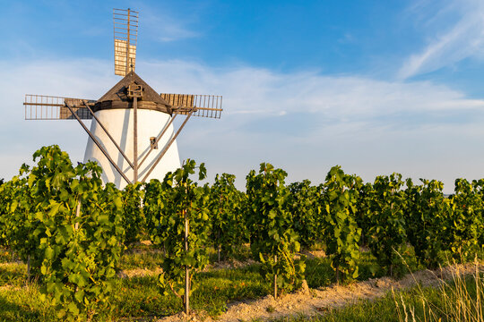 Vineyard near Windmill Retz, Lower Austria, Austria