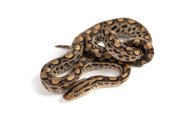 Brazilian Rainbow Boa (Epicrates cenchria cenchria) on white background