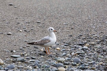 seagull wallking on the seashore