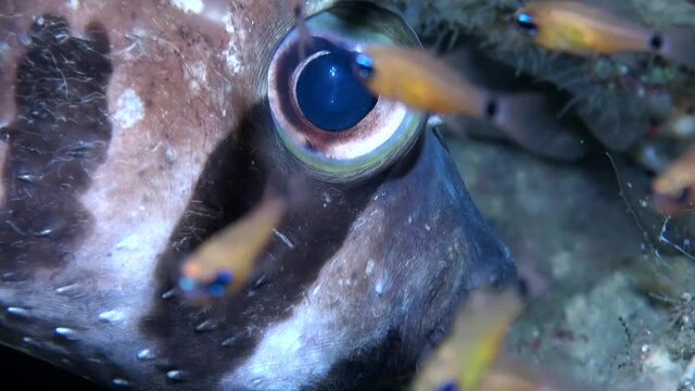 
Black-blotched porcupinefish (Diodon liturosus) and Cleaner Shrimp - Close Up - Philippines