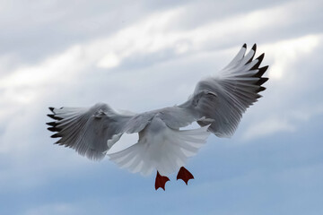 a seagull flying in the sky