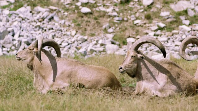 Barbary sheep relaxing next to base of mountain on hot summers day