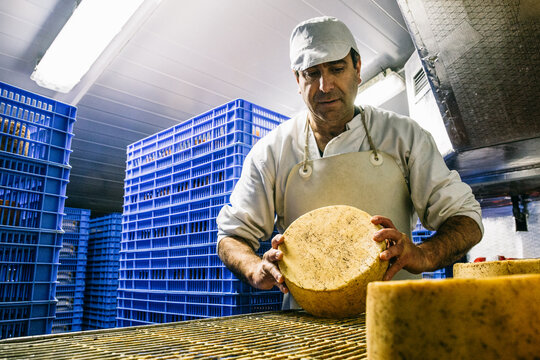 Employee in storage of cheese factory