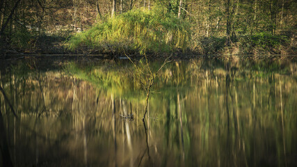 A tree inside a lake, seen in the Oefter Tal nature reserve in Essen, North Rhine-Westphalia, Germany