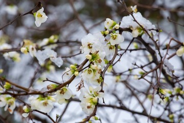 cherry blossoms under the snow