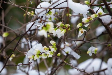 cherry blossoms under the snow