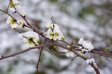 cherry blossoms under the snow