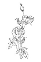 Bouquet of black and white roses. Graphic drawing. Rose flower.