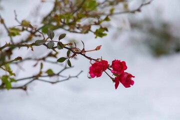 rose flower in the snow