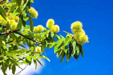 Chestnut in august on the blue sky