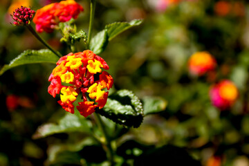 Lantana Camara flowers in the garden