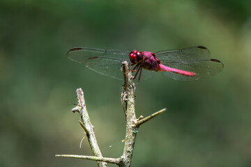 red dragonfly