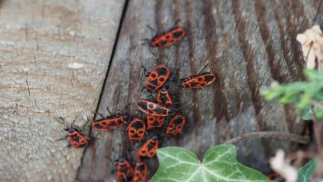 Pyrrhocoris apterus | Vid&eacute;o groupe d'insectes, gendarmes, punaise rouge ou pyrrhocores accoupl&eacute;s