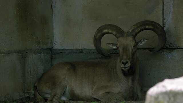 Barbary sheep rests inside man made enclosure in wild life sanctuary