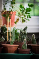 Foto op Plexiglas Cactus in pot Minituin