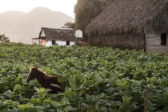Tobacco plantation