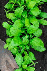 Planting vegetable garden, gardening, garden bad. Heathry lifestyle