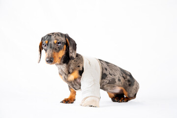 Chiot teckel avec une patte cassée sur un fond blanc