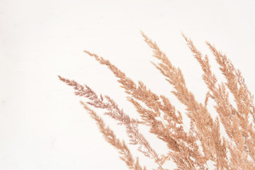 Bouquet of field dried grass on a white background. Rustic vintage hipster style. View from above