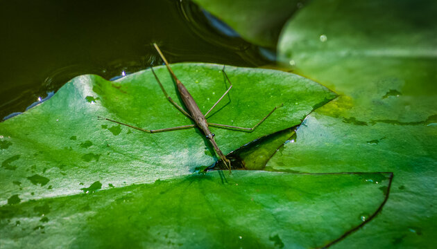 Ranatra linearis -  Water Stick Insect sits on the green wet leaf of water lily. Close-up of Ranatra linearis - aquatic bug from Nepidae family in natural habitat in garden pond.