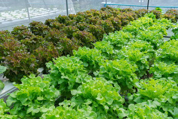 green oak and red oak hydroponics plant in farmer , salad ingredients , vegetation concept , vegetarian idea , healthy & diet idea