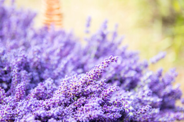 Detaiil of blossoming lavender purple flowers, close-up