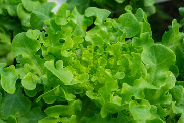 green oak leaf for diet food ingredient , salad idea , healthy concept